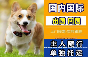 六安市宠物托运公司六安市宠物托运公司六安市宠物托运公司